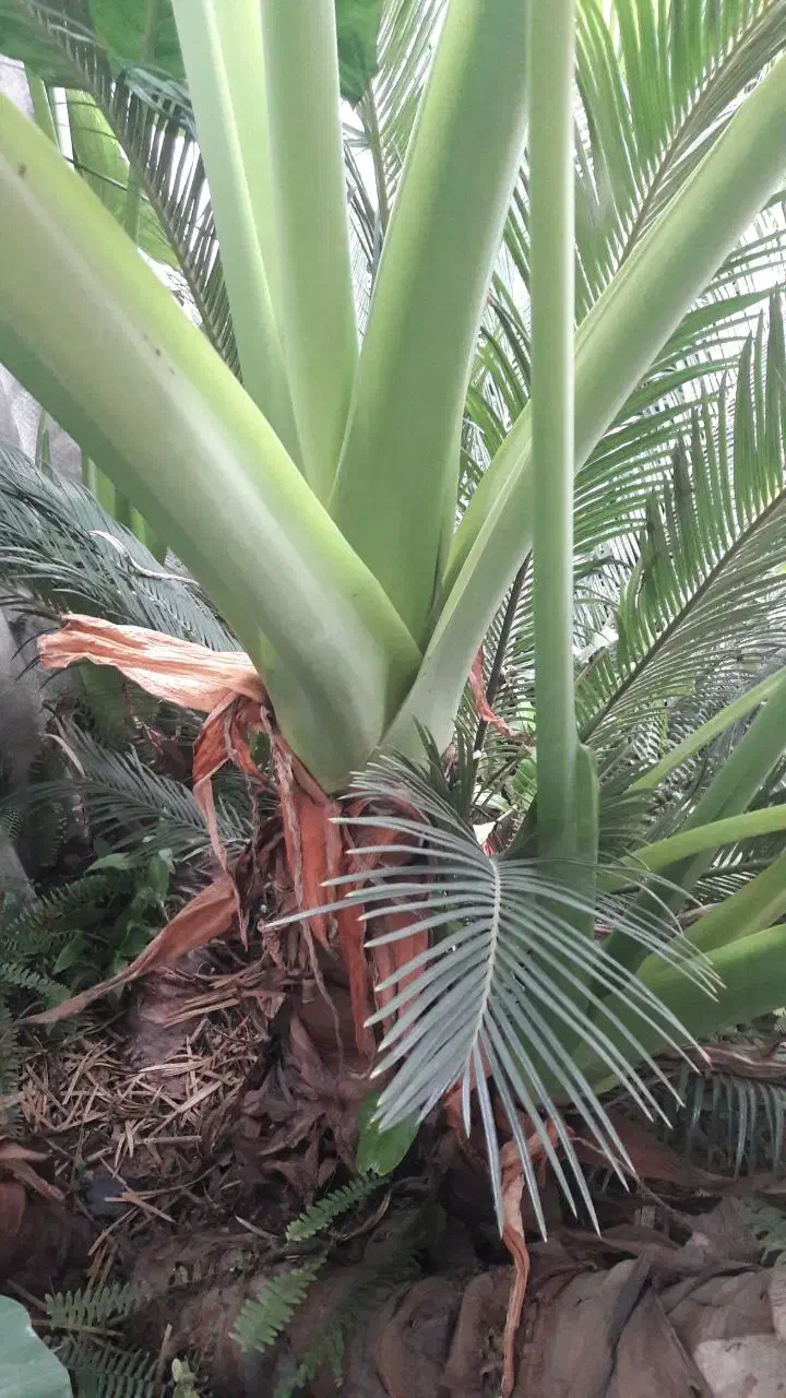 گل بابا آدم باغچه ای تنه سبز با قد ۳ متری|گل و گیاه طبیعی|آمل, |دیوار