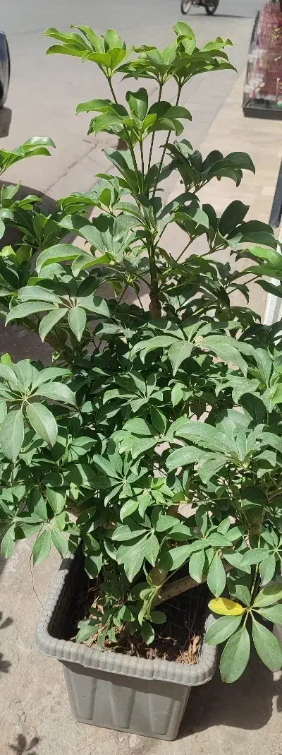 گیاه شفر .شفلرا. پنجه|گل و گیاه طبیعی|قم, امامزاده ابراهیم|دیوار