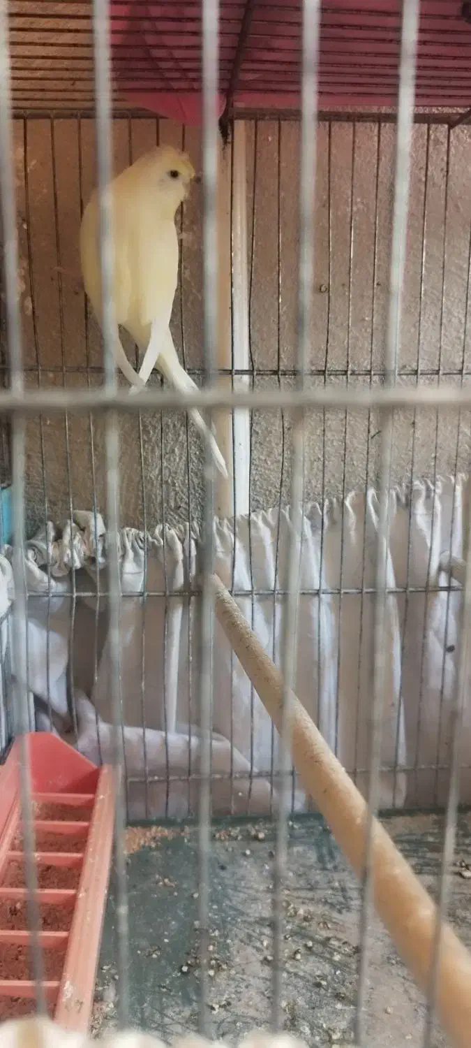 مرغ عشق|پرنده|قم, عمار یاسر|دیوار