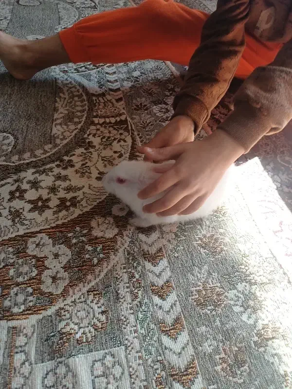 خرگوش ۲ماهه|موش و خرگوش|دماوند, مسکن مهر گیلاوند|دیوار