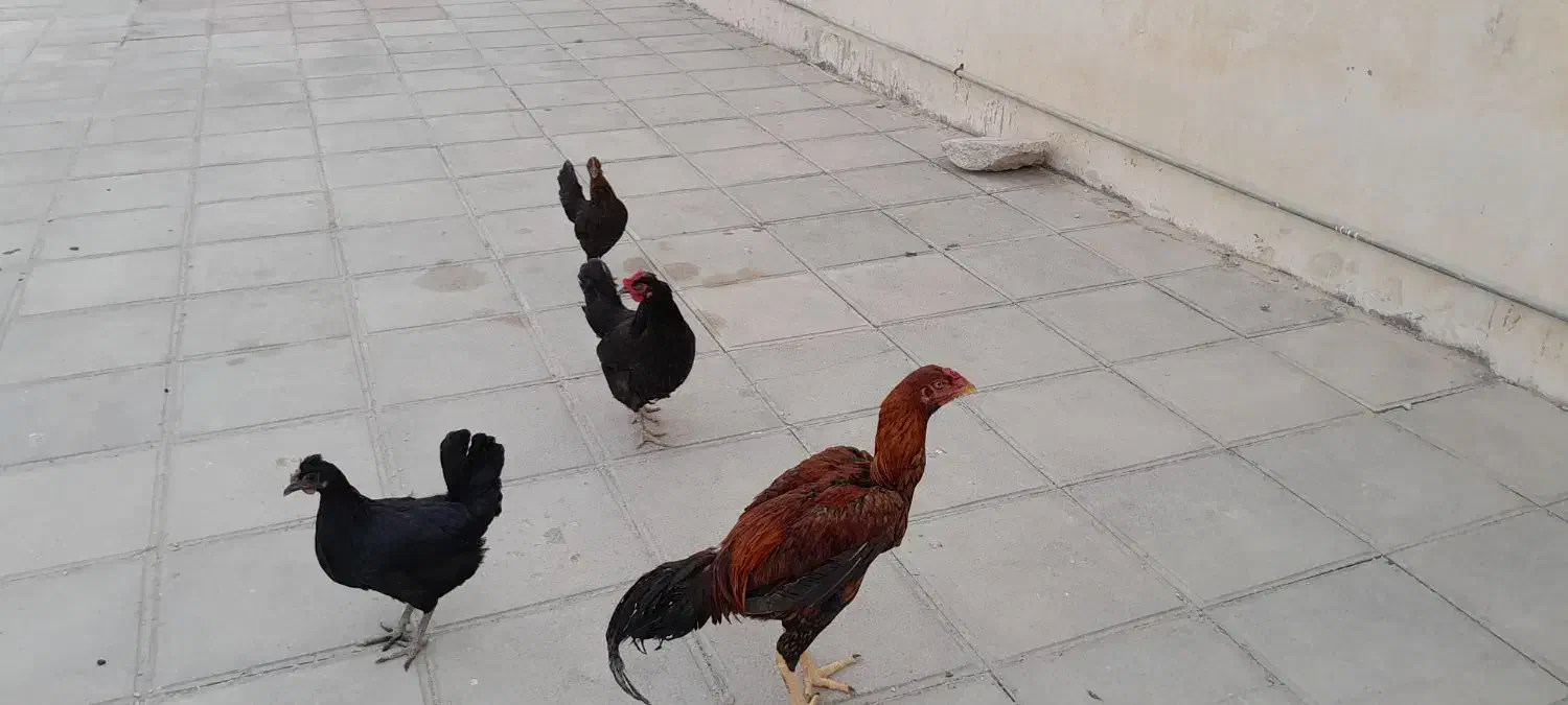 چهار عدد مرغ خوب|حیوانات مزرعه|خورموج, |دیوار