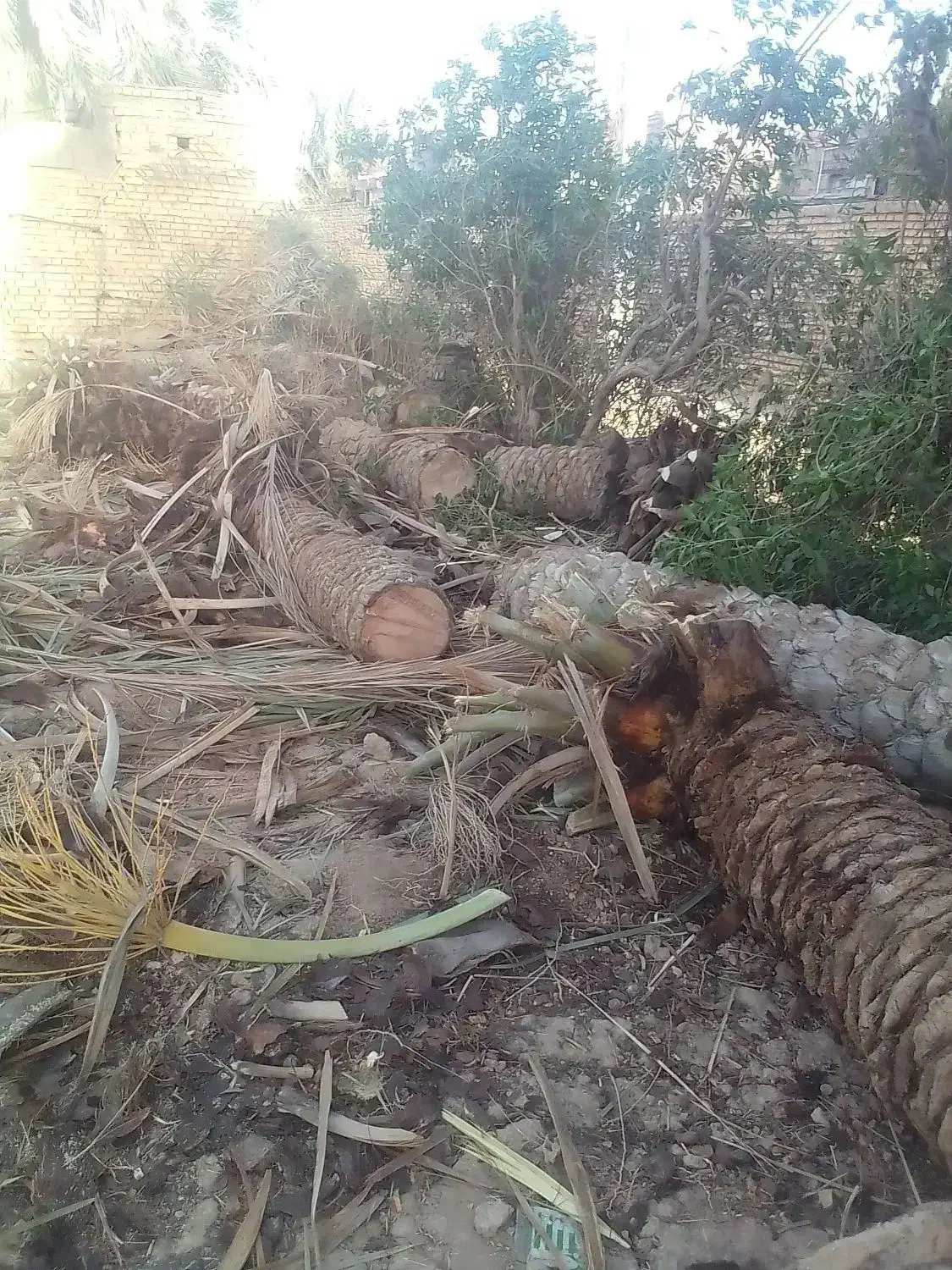 کندن نخل|خدمات باغبانی و درختکاری|خرمشهر, |دیوار