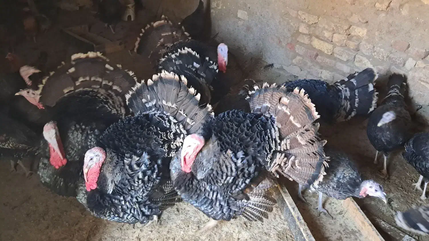 بوقلمون محلی|حیوانات مزرعه|قلقل رود, |دیوار