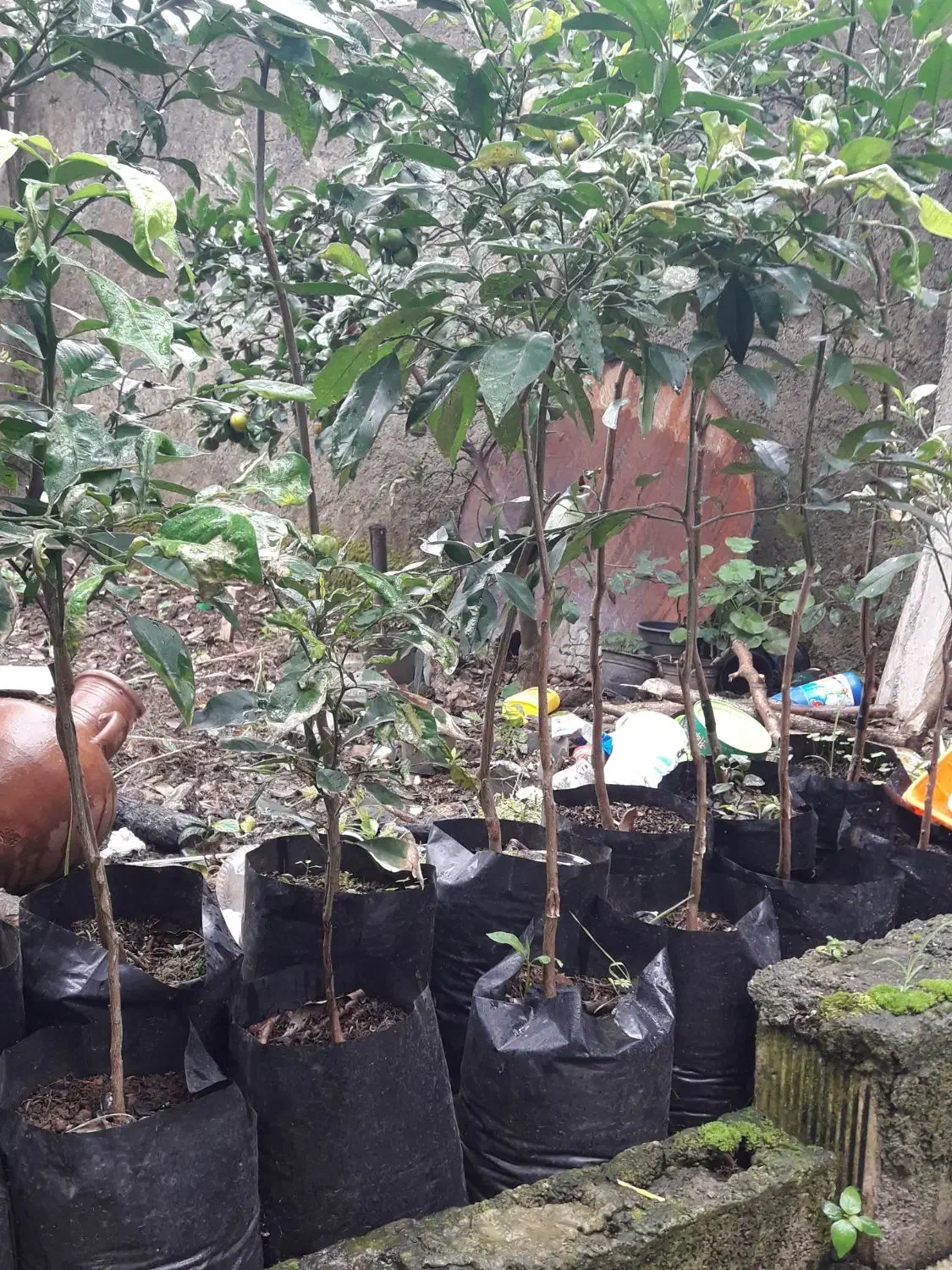 نهال نارنج|خدمات باغبانی و درختکاری|رانکوه, |دیوار