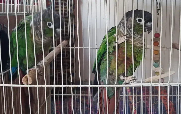 ماهی و ماهور|پرنده|جلگه ماژان, |دیوار