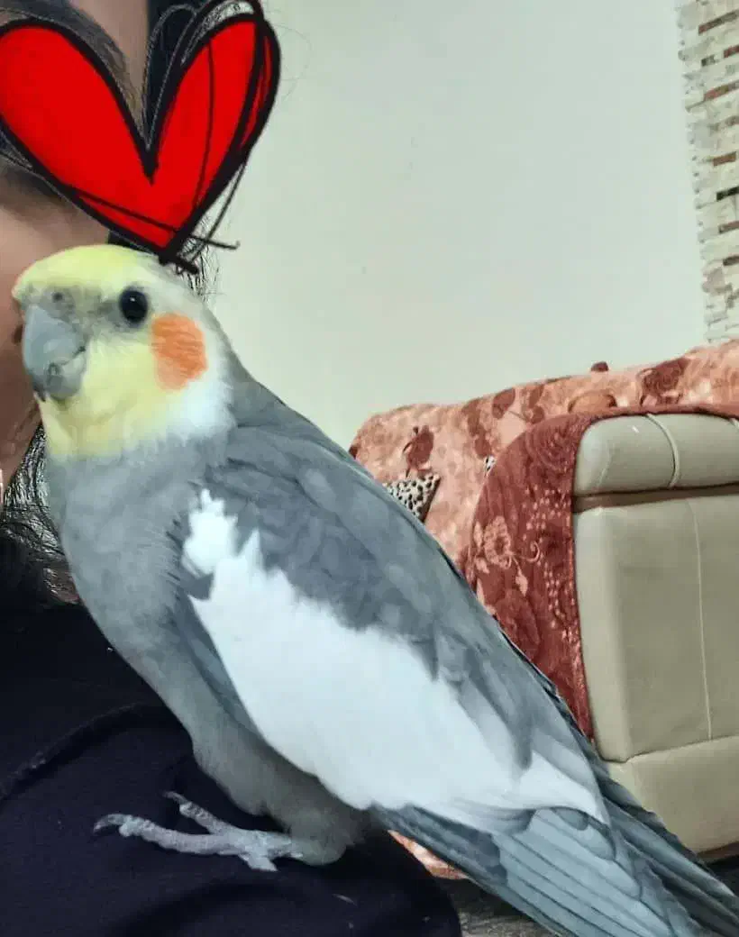 عروس هلندی گم شده|حیوانات|شیراز, کاراندیش|دیوار