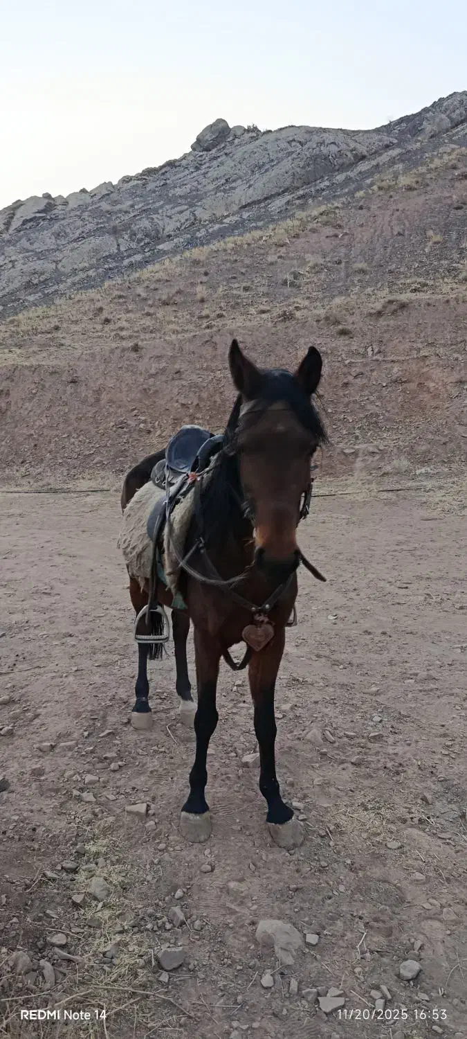 اسب|اسب و تجهیزات اسب‌سواری|تهران, شیخ هادی|دیوار