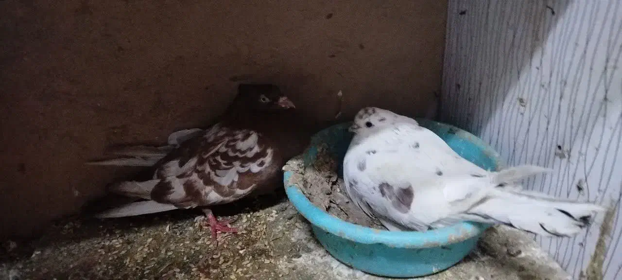 کبوتر سرخ کاکلی|پرنده|پاکدشت, پاکدشت (مامازند)|دیوار