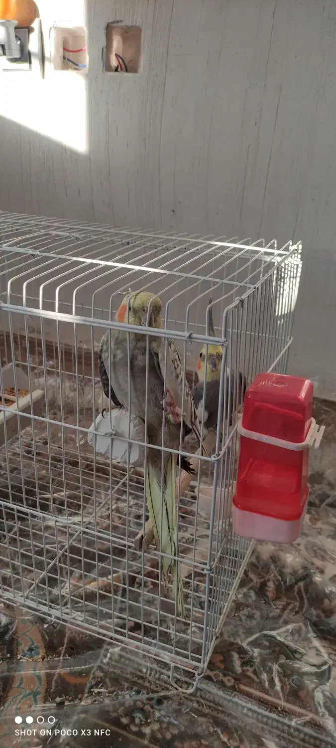 عروس هلندی|پرنده|سپیدار, |دیوار