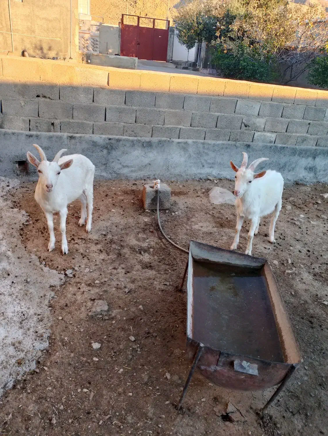 بز سانن اصل درجه یک|حیوانات مزرعه|دشت ذهاب, |دیوار