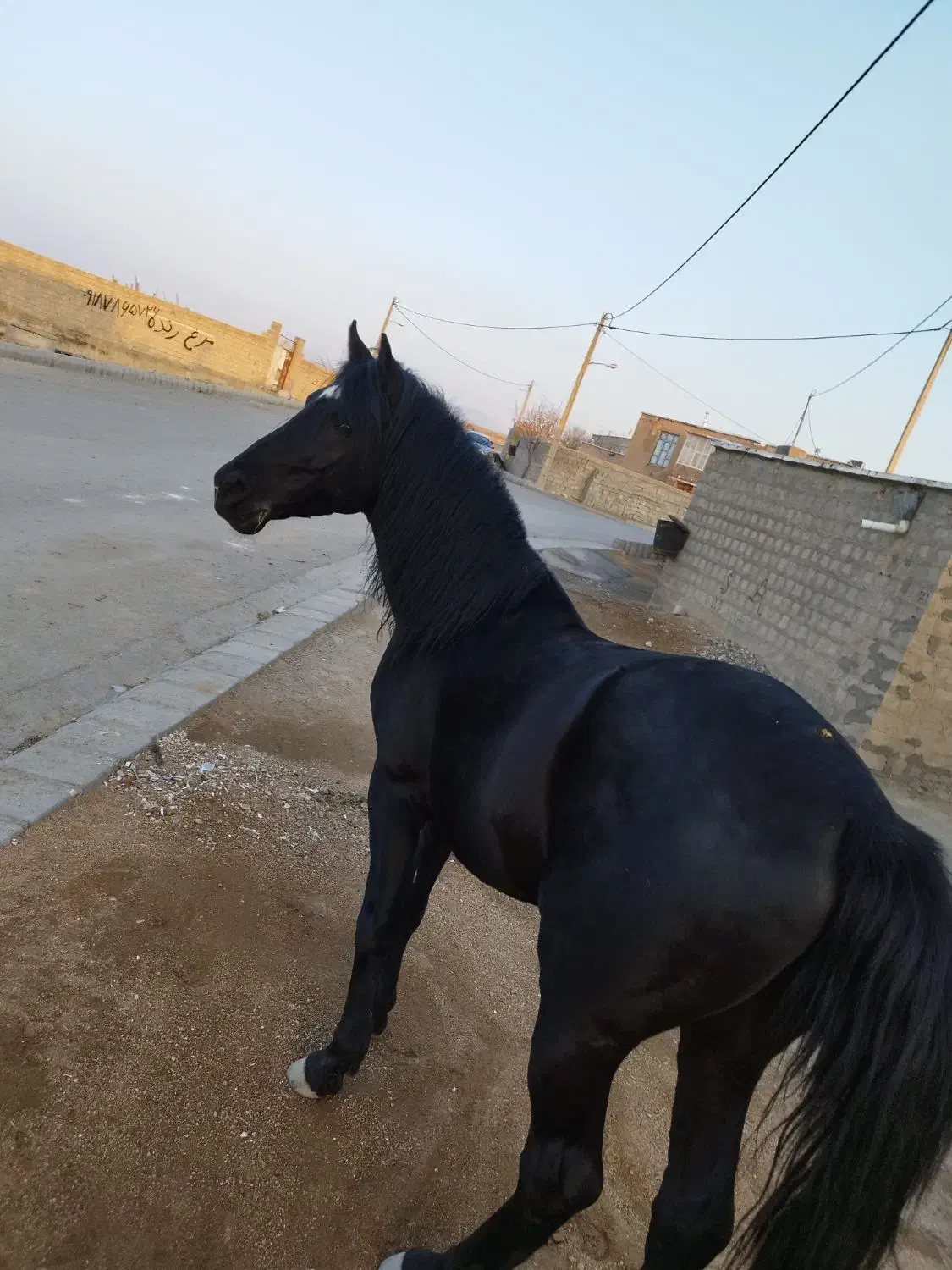 اسب کرد  شناسنامه دار. اصیل  4 ساله  خیلی فوری|حیوانات مزرعه|سقز, |دیوار