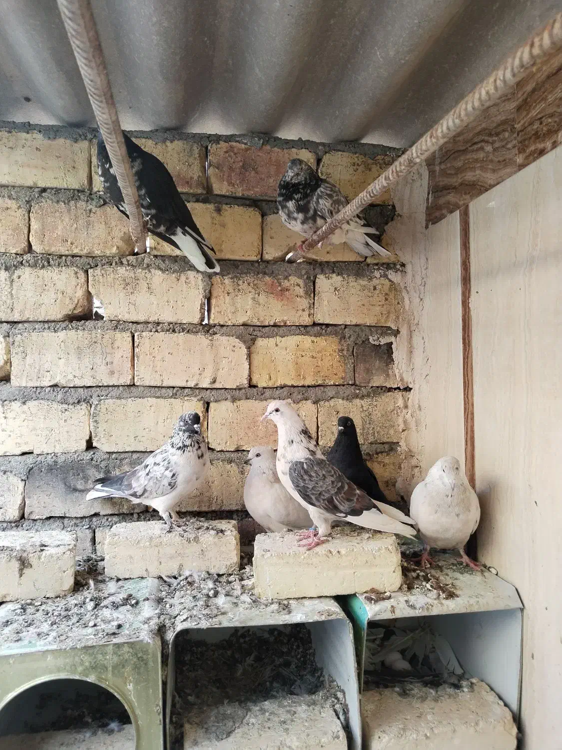 کبوتر پرشی سنگین|پرنده|هرند, |دیوار