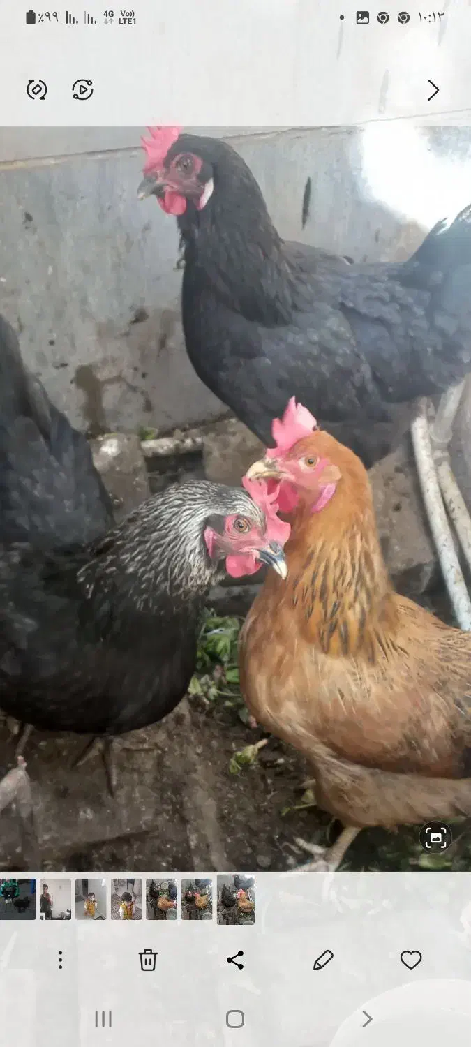 ۳ عدد مرغ جوان وتخم گذار خانگی|حیوانات مزرعه|تهران, اتابک|دیوار