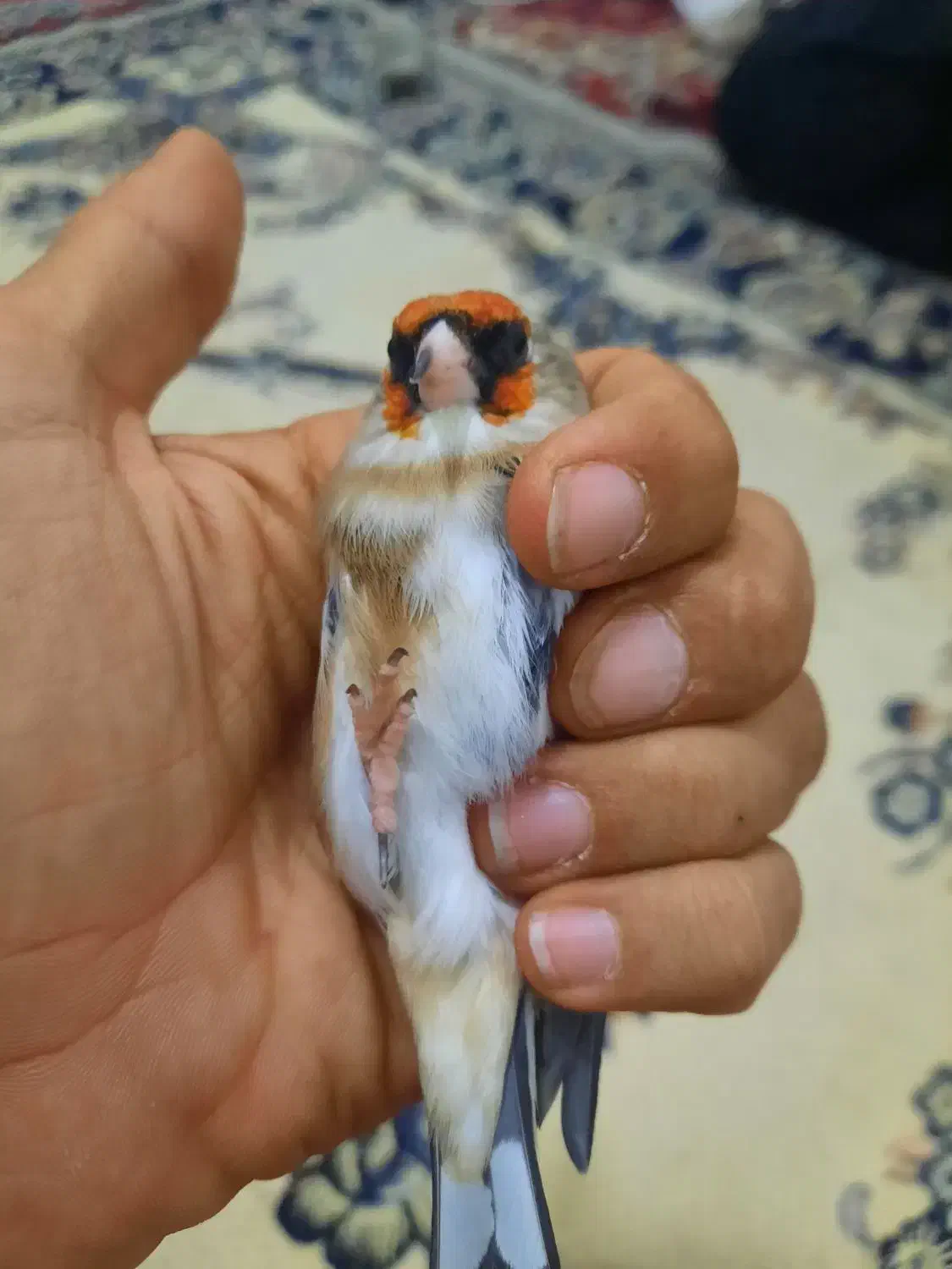 سهره چونه سفید|پرنده|پاکدشت, پاکدشت (مامازند)|دیوار