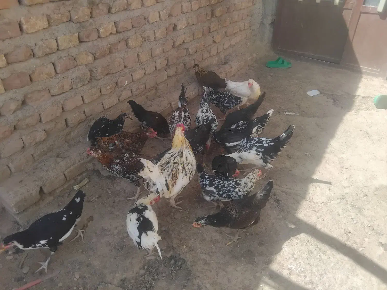 مرغ وخروس گلین وبز اوست|حیوانات مزرعه|کرمان, |دیوار