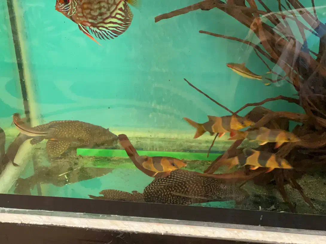 اکواریوم|ماهی|مشهد, هفده شهریور|دیوار