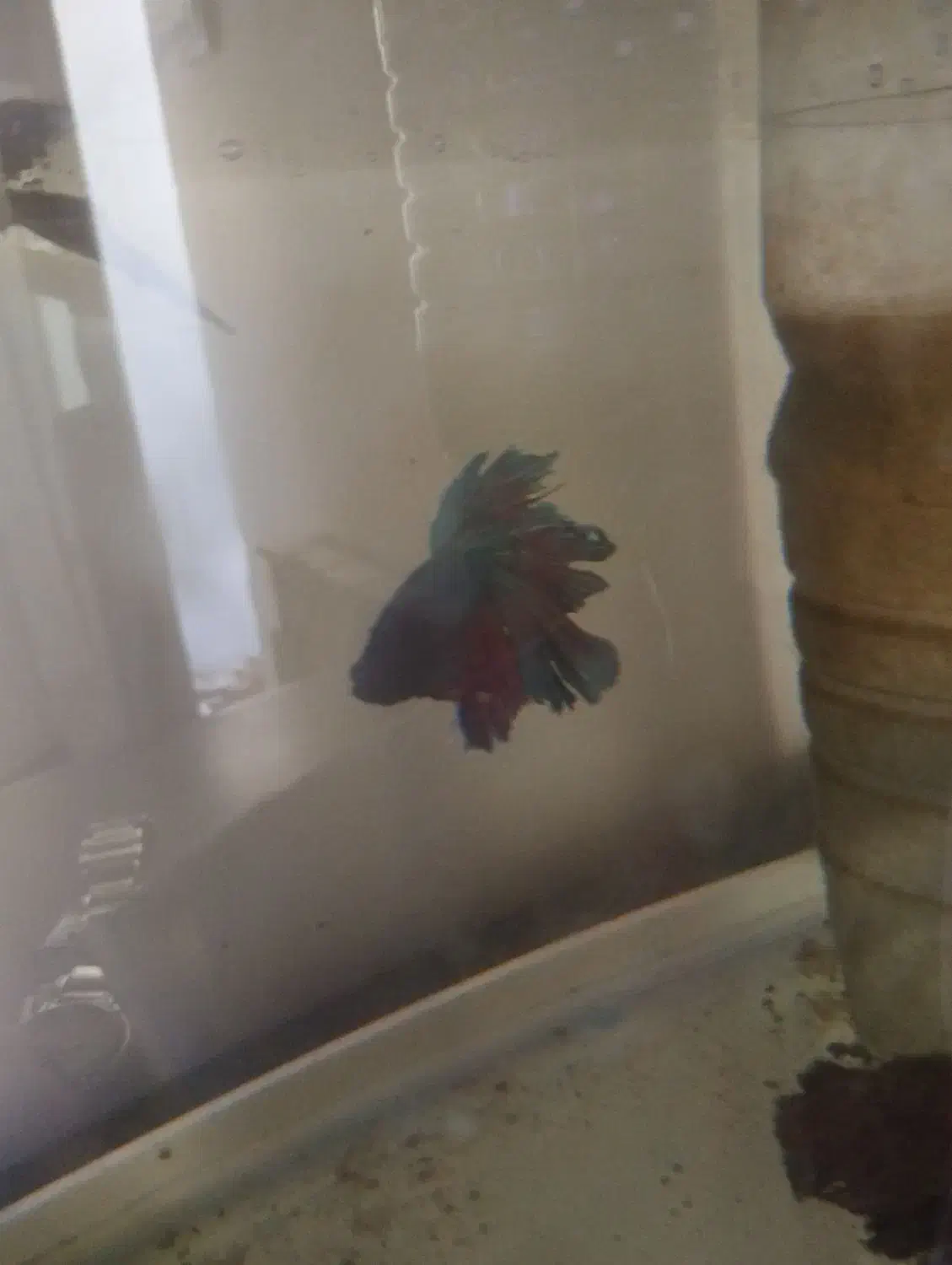 فایتر ماهی جنگجو  همراه بچه هایش|ماهی|شاهین‌شهر, خانه کارگر|دیوار