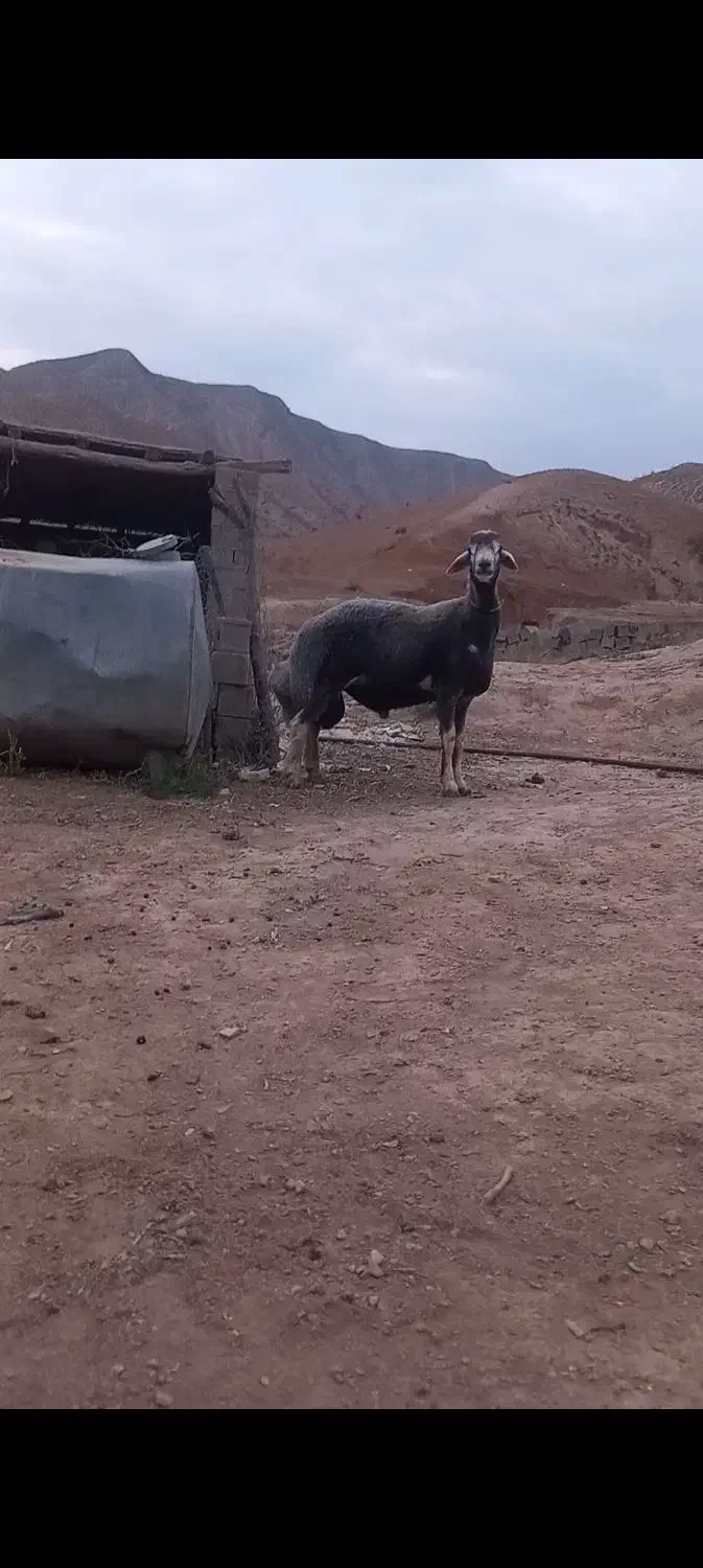 قوچ گوگ قیر ۱۱ماهه سنگین وزن زیر خاکی|حیوانات مزرعه|گلی داغ, |دیوار