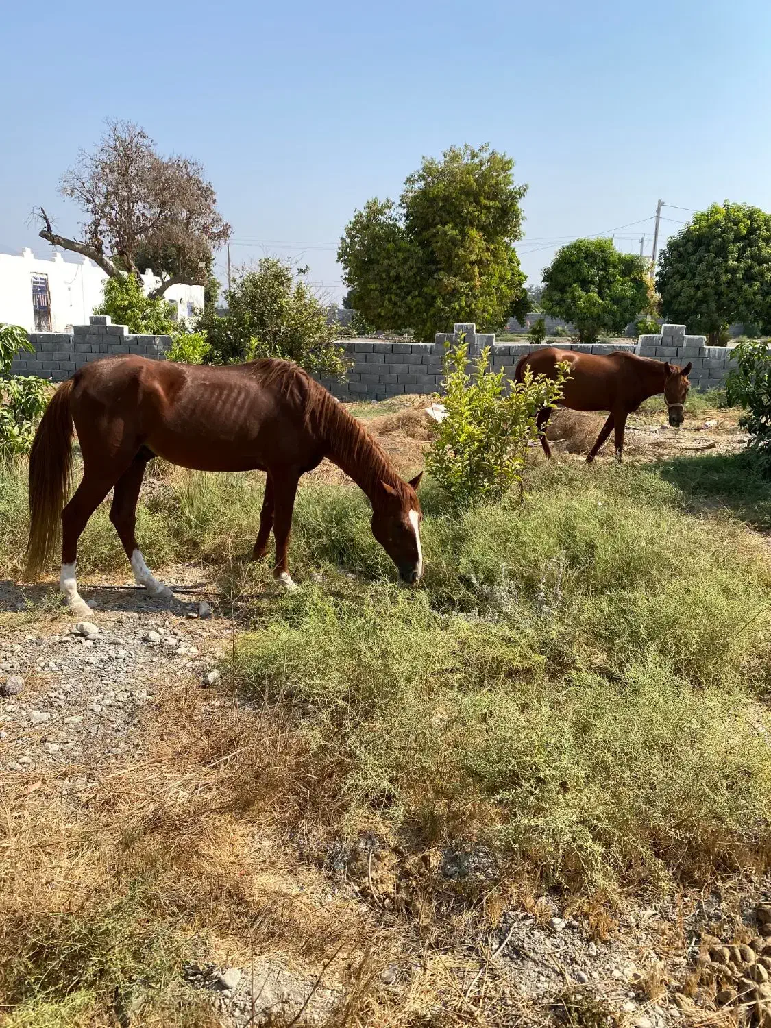 اسب|اسب و تجهیزات اسب‌سواری|رودان, |دیوار