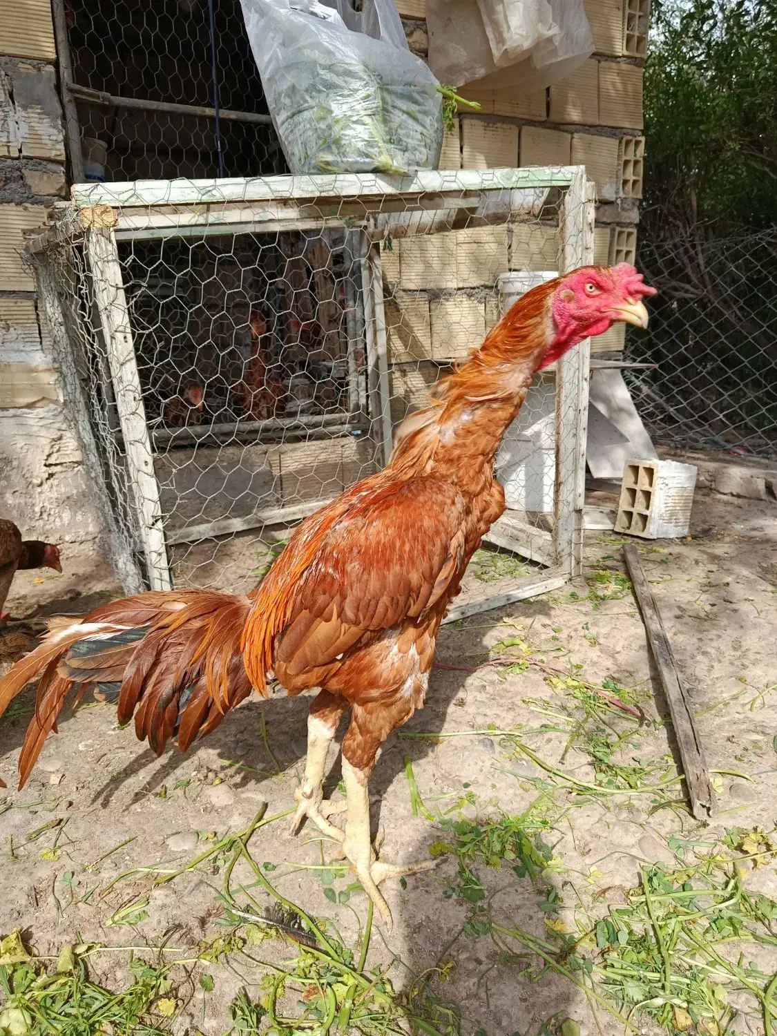 خروس لاری نسل|حیوانات مزرعه|تهران, ترمینال جنوب|دیوار