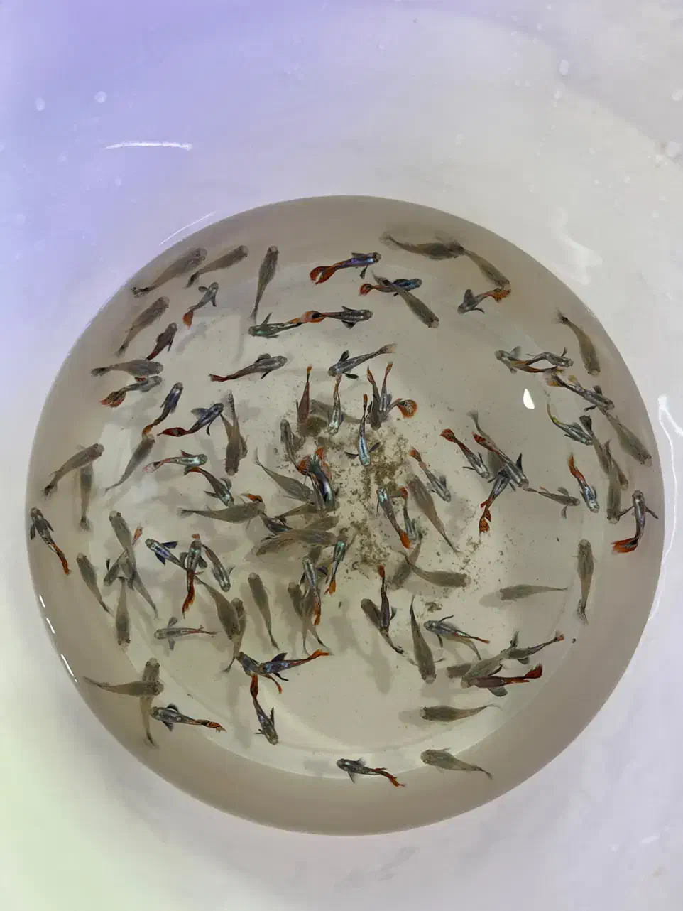 بار جدیدماهی و گیاه اکواریوم مارلین رسید|ماهی|زنجان, |دیوار