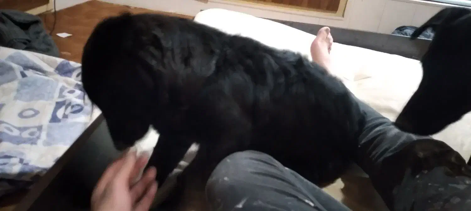 واگذاری یک عدد سگ اشپیتز روباهی ماده|سگ|آباده, |دیوار