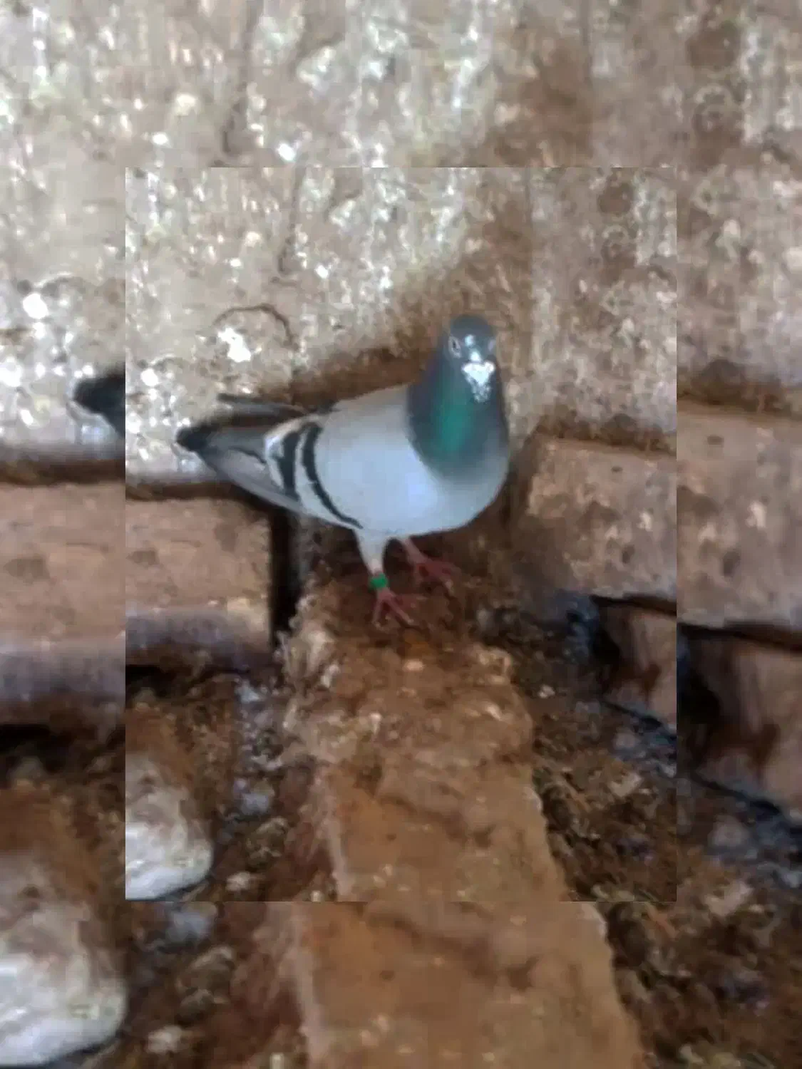 کبوتر|پرنده|قوچان, |دیوار