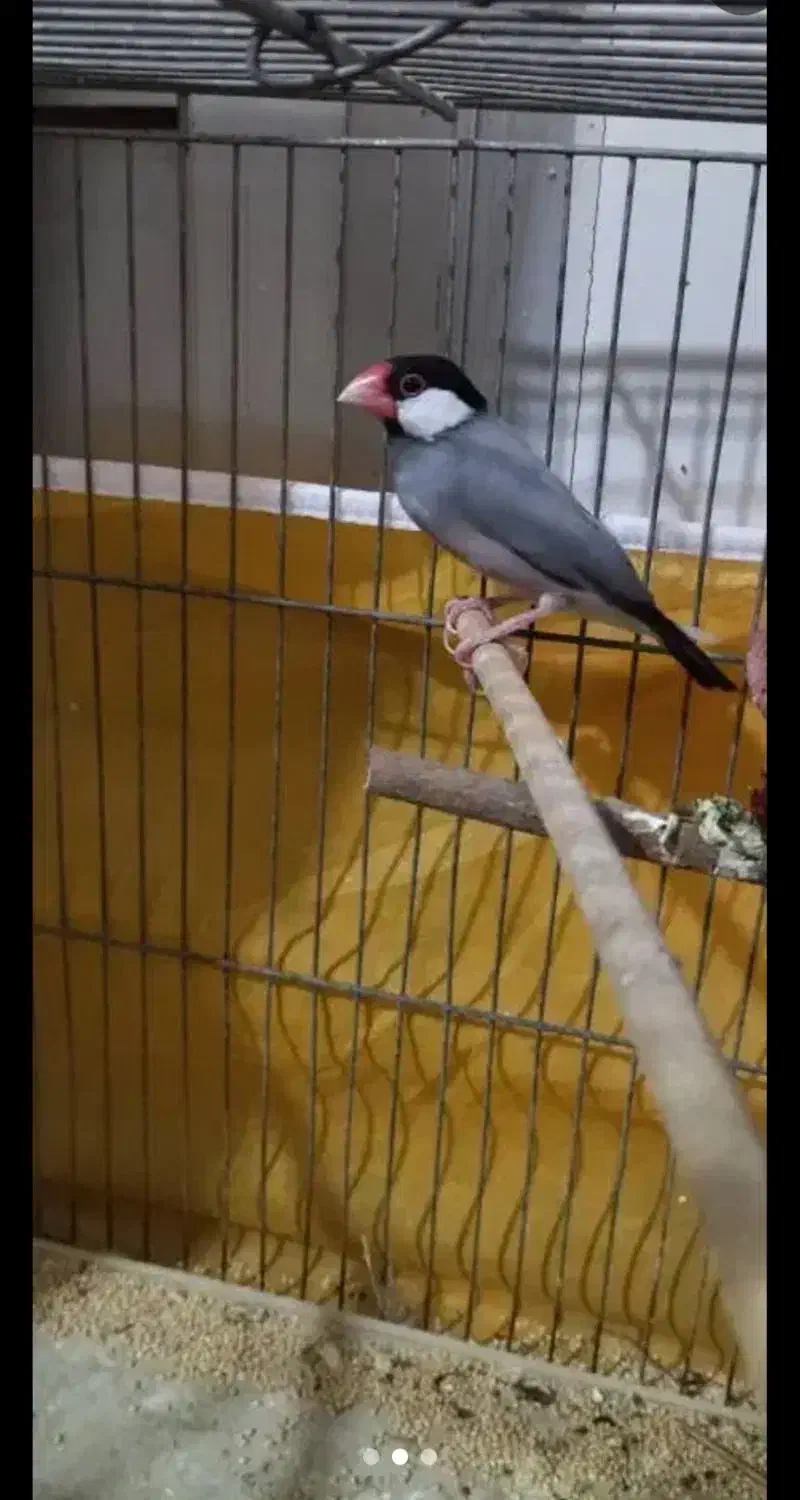 فنج نرگسی مولد|پرنده|آباده, |دیوار