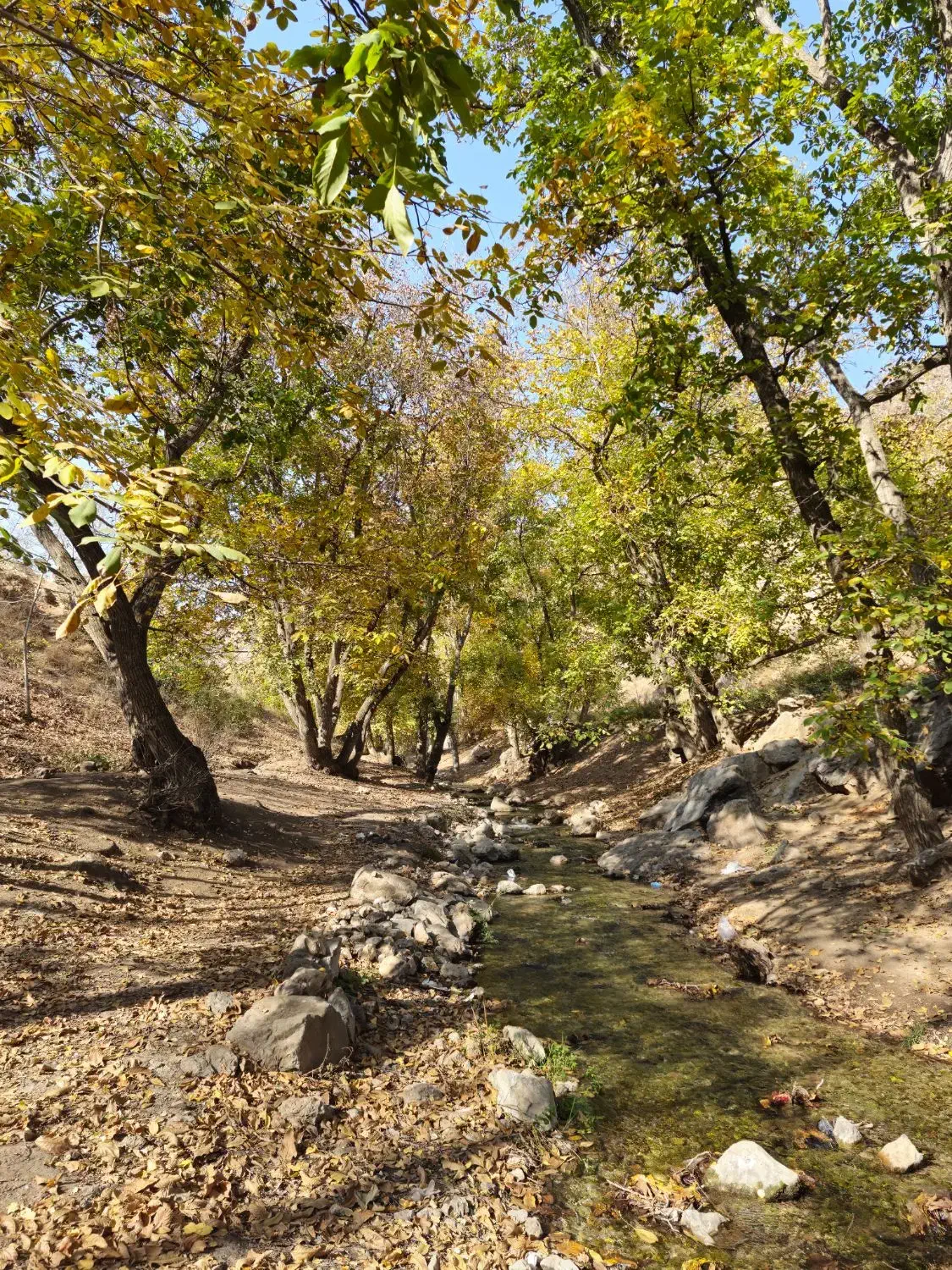 دامداری ۱۲۰۰۰ متر سند ششدانگ|فروش زمین و ملک کلنگی|نوشین شهر, |دیوار