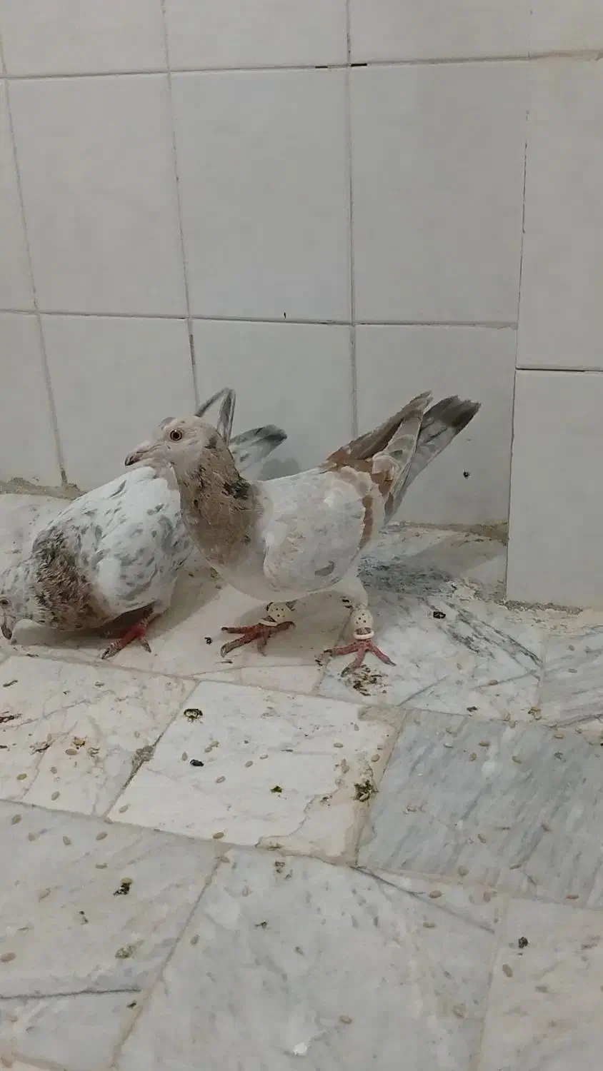 کفتر|پرنده|محمدیه-قزوین, |دیوار