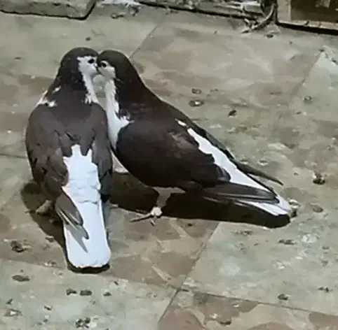 قیرمیزی سیاه ( شیخی ) نقش و جوان نر و ماده|پرنده|تبریز, |دیوار