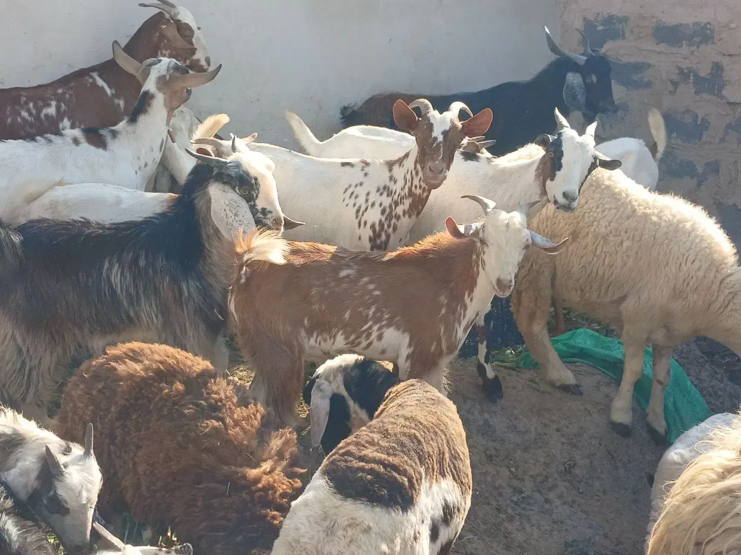 کهره گیسه بز خود بندرعباس با قصابی رایگان|حیوانات مزرعه|بندرعباس, |دیوار