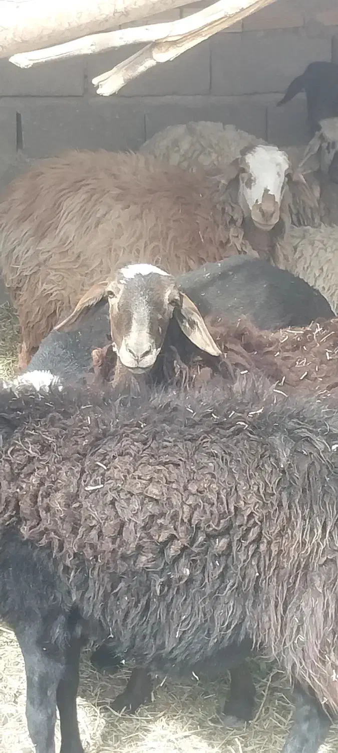فروش گوسفند نژاد عالی|حیوانات مزرعه|نرماشیر, |دیوار
