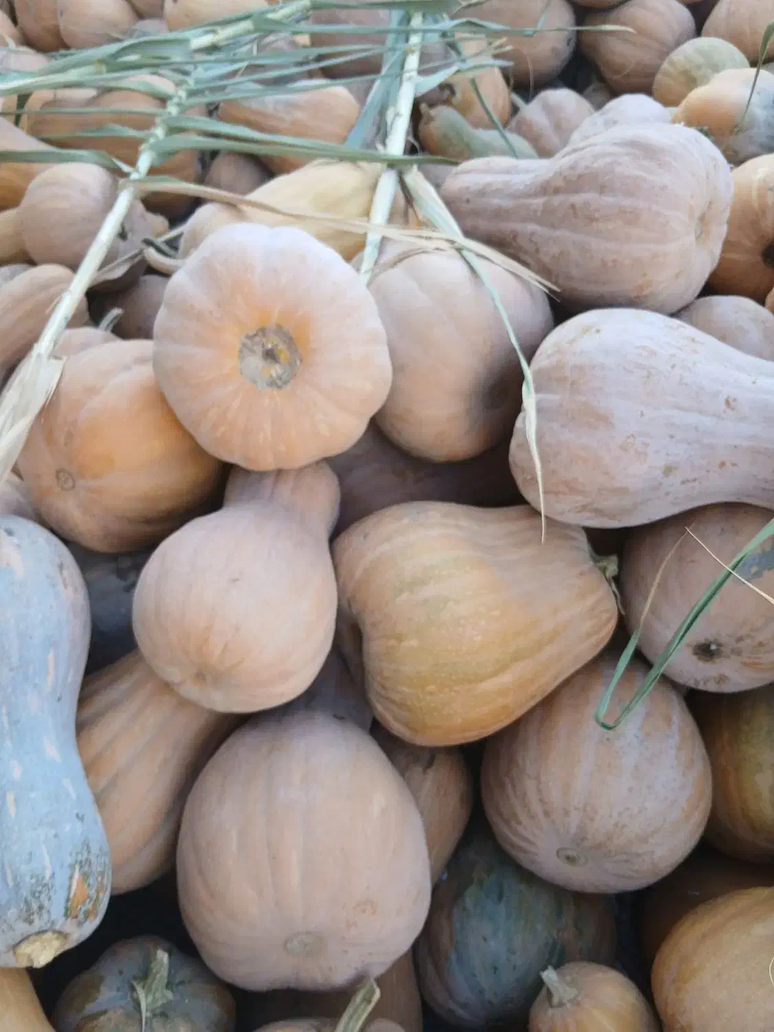 کدو حلوایی|خوردنی و آشامیدنی|چورزق, |دیوار