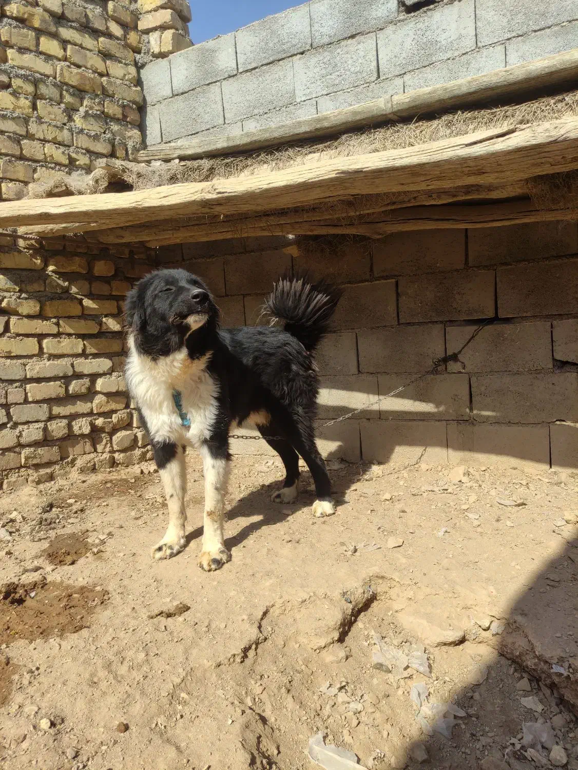 واگذاری توله سگ قدرجونی  نر.نگهبان|سگ|برخوار, |دیوار