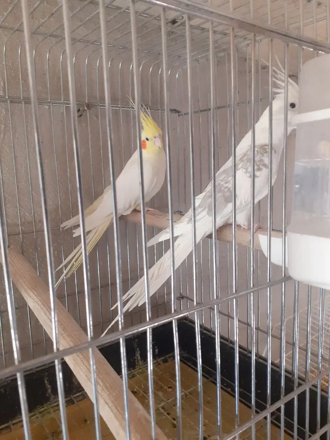 یک جفت عروس هلندی نر و ماده|پرنده|صحنه, |دیوار