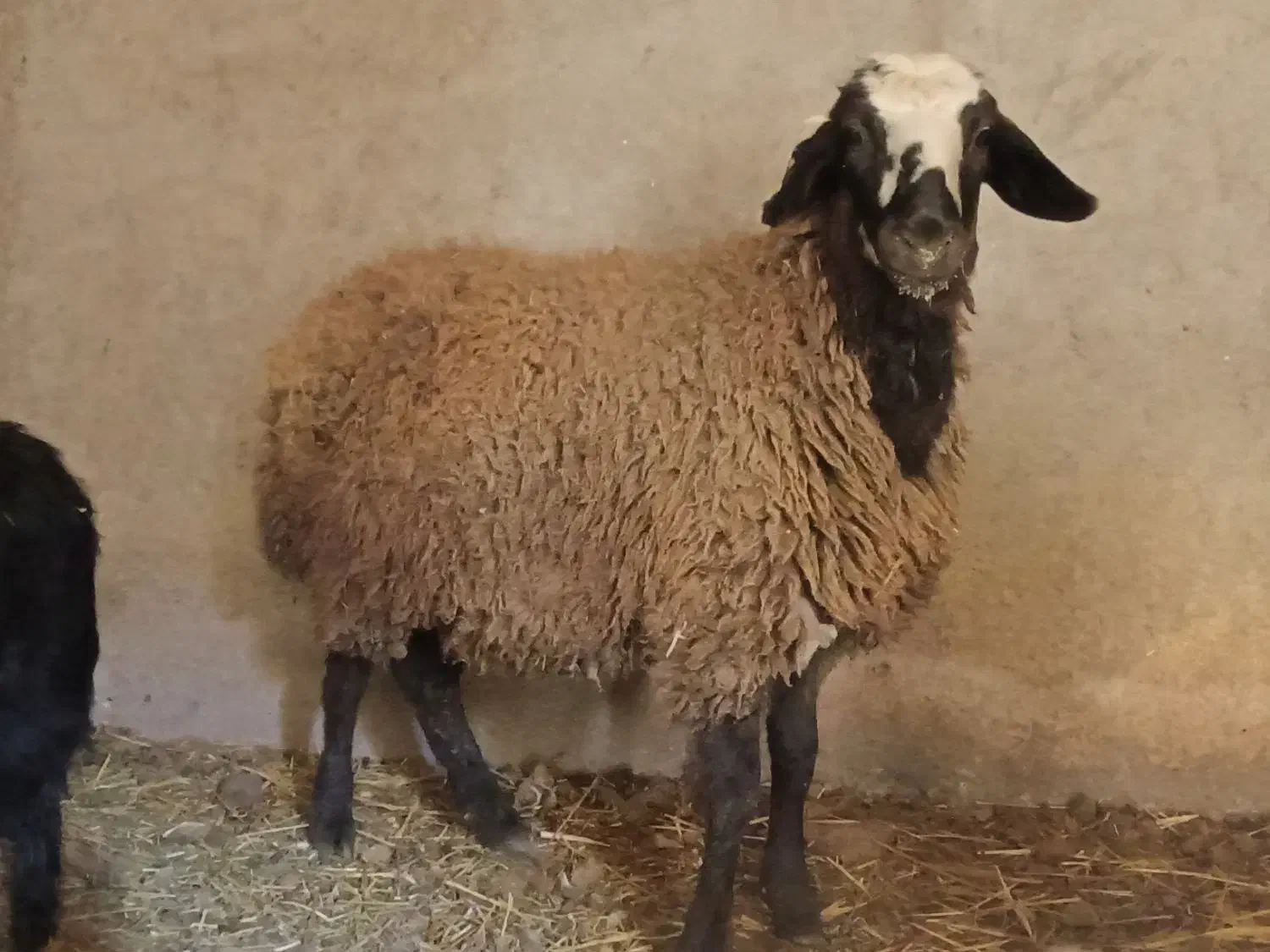 بره ماده شالی|حیوانات مزرعه|اسفرورین, |دیوار