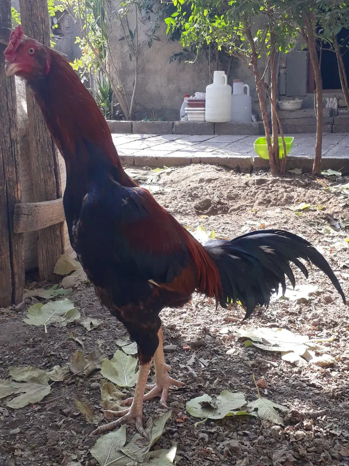 خروس لاری ۷.۵ ماهه نسل دار|حیوانات مزرعه|هشتگرد, تهران دشت|دیوار