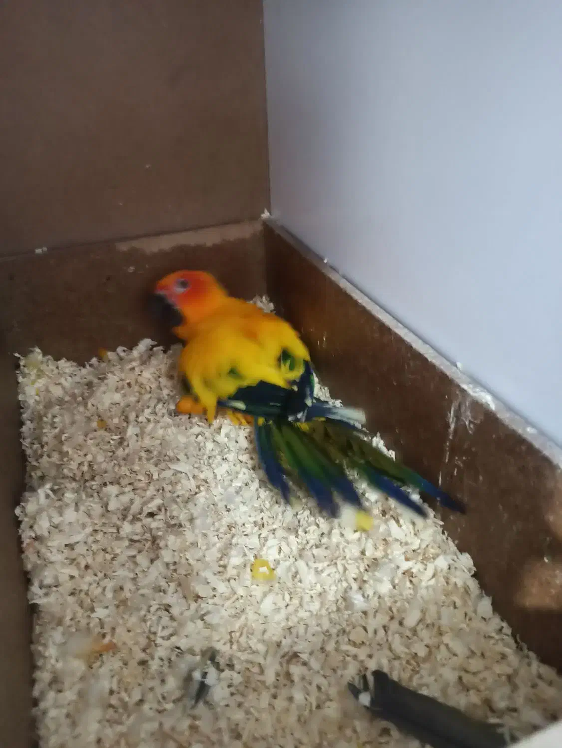 خورشیدی سان کانور خالص|پرنده|کاشمر, |دیوار