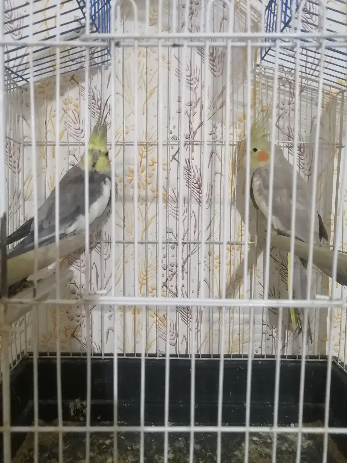 عروس هلندی جفت با قفس|پرنده|آزادشهر, |دیوار