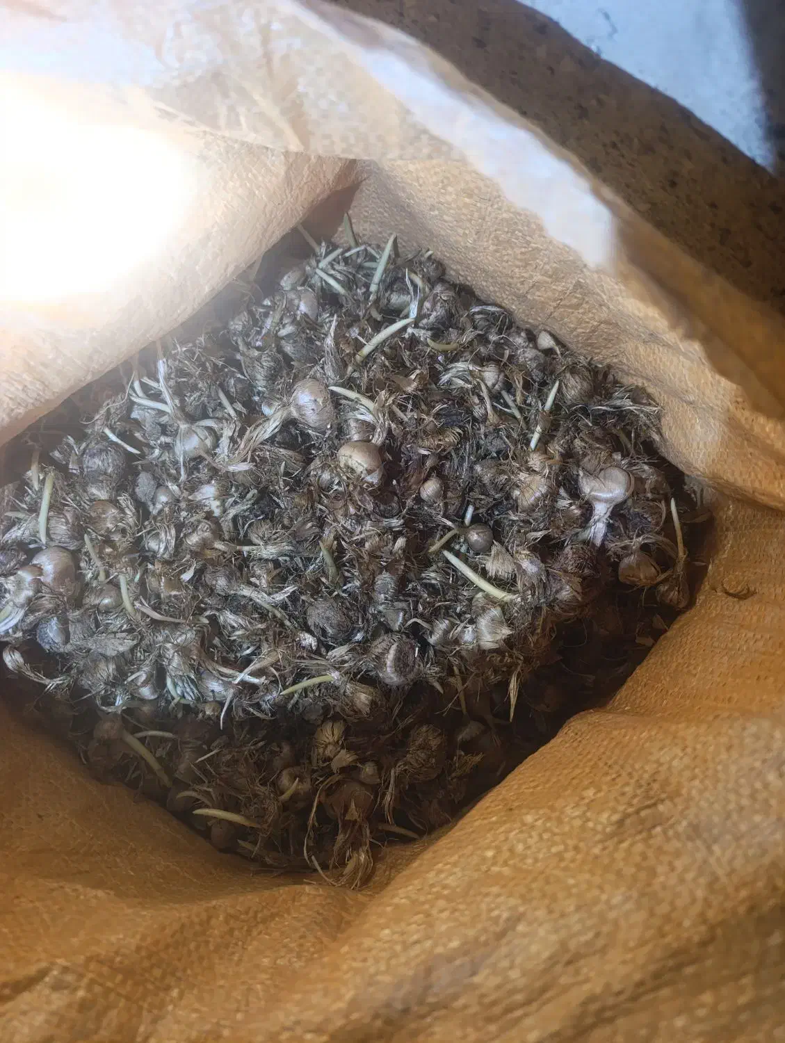 پیاز زعفران|گل و گیاه طبیعی|آیسک, |دیوار