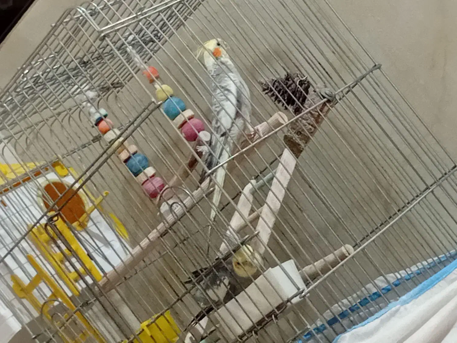 عروس هلندی سخنگو|پرنده|جوانرود, |دیوار