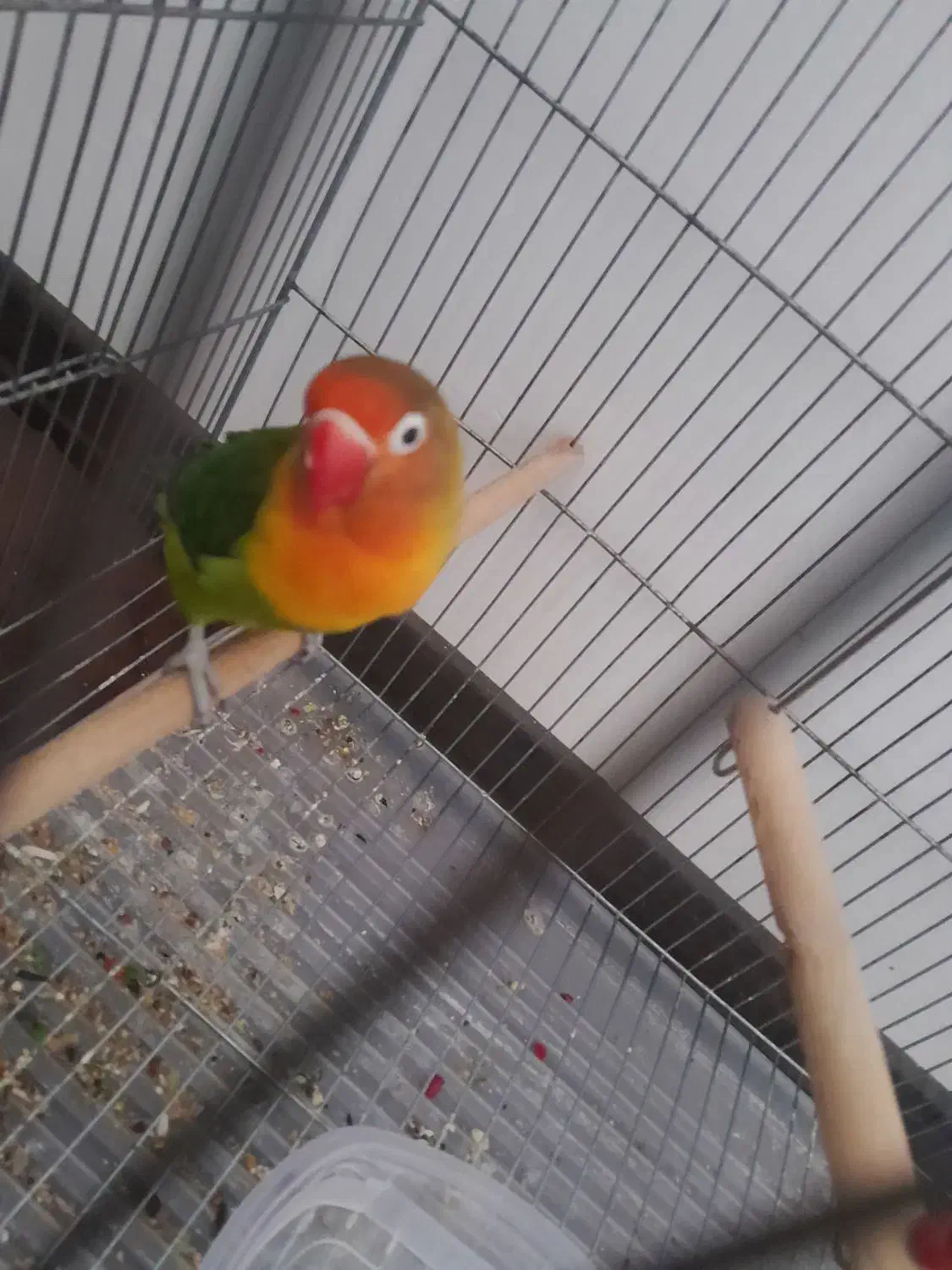 طوطی برزیلی|پرنده|رودهن, |دیوار