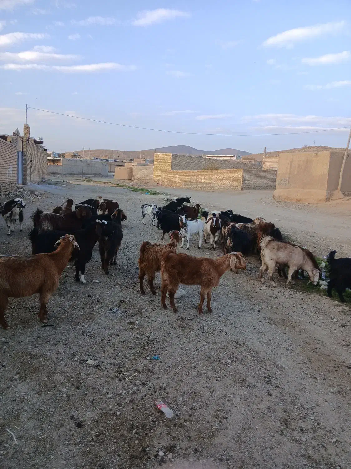 ۲۰عدد بز جوان هم داشتی هم کشتار ی قیمت توافقی|حیوانات مزرعه|ملایر, |دیوار