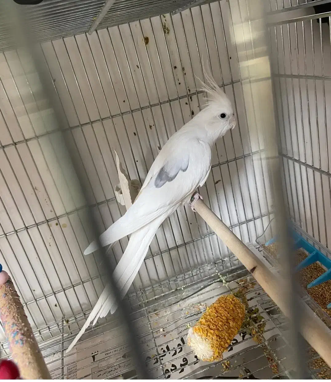 طوطی عروس|پرنده|کرج, خرمدشت|دیوار