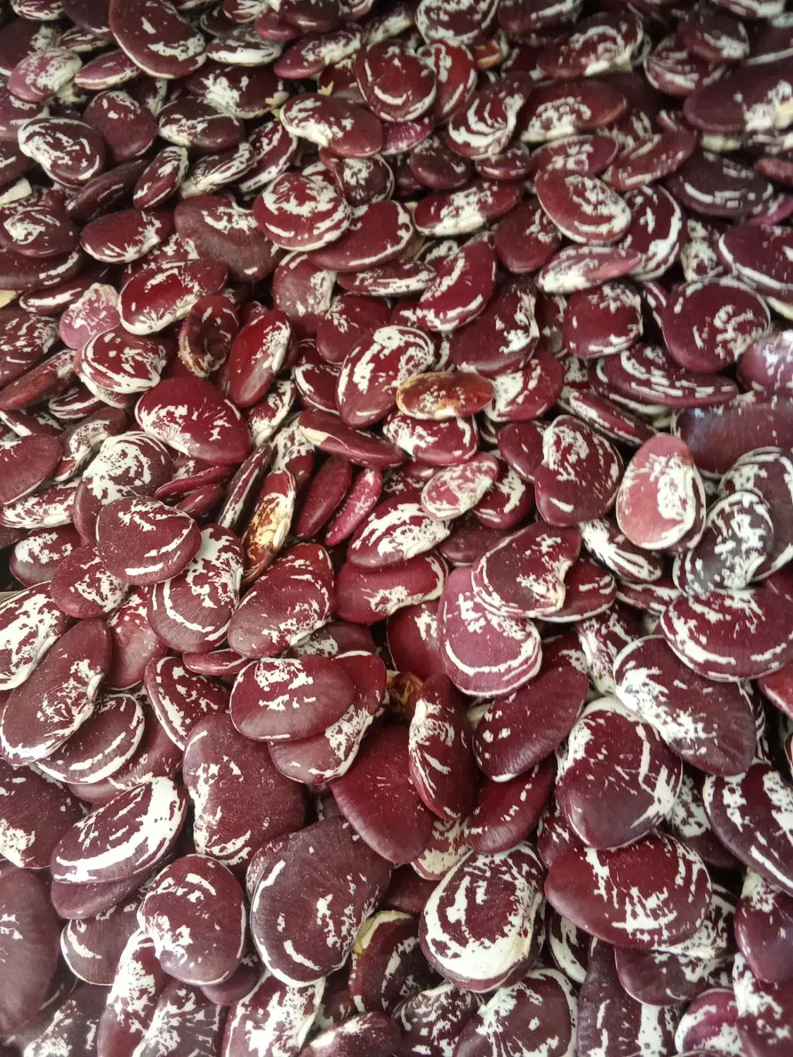 کشمش آفتابی با کیفیت|خوردنی و آشامیدنی|نیشابور, شهرک فیروزه|دیوار