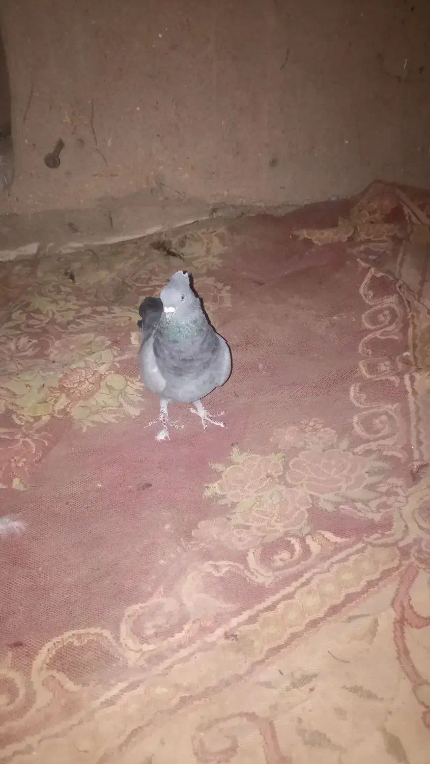 کبوتر|پرنده|گنبکی, |دیوار