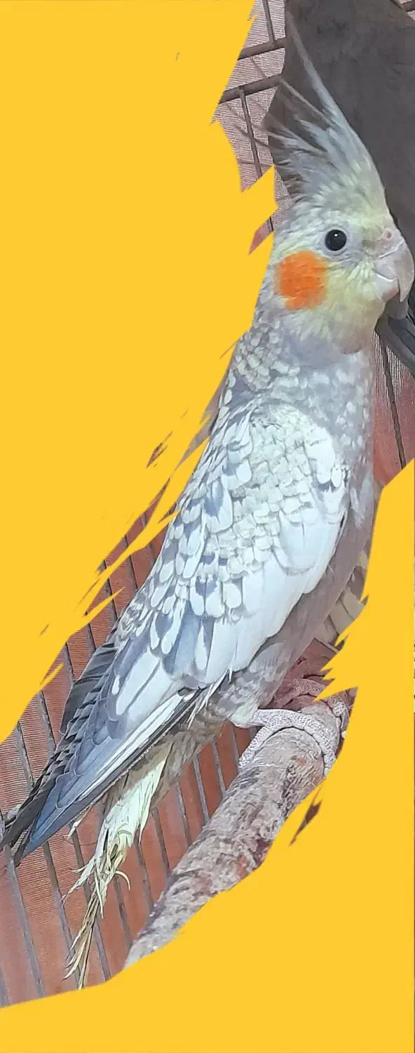 عروس هلندی سخنگو|پرنده|سنقر, |دیوار