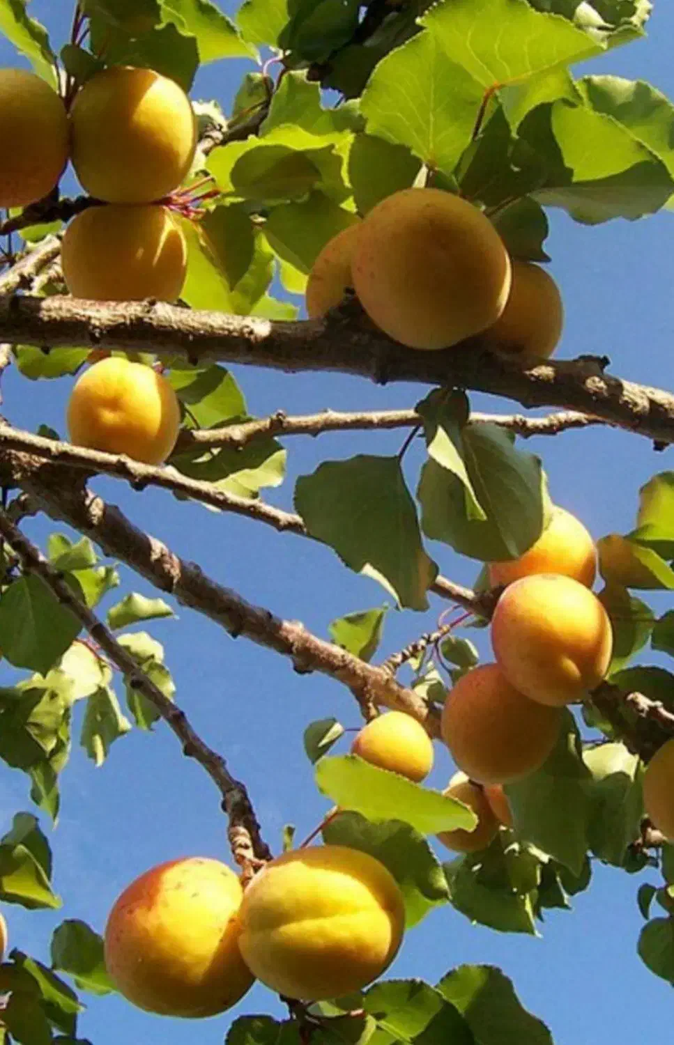 ۴۰قصب زمین ساردوئیه بادرخت ثمری|فروش زمین و ملک کلنگی|درب بهشت, |دیوار