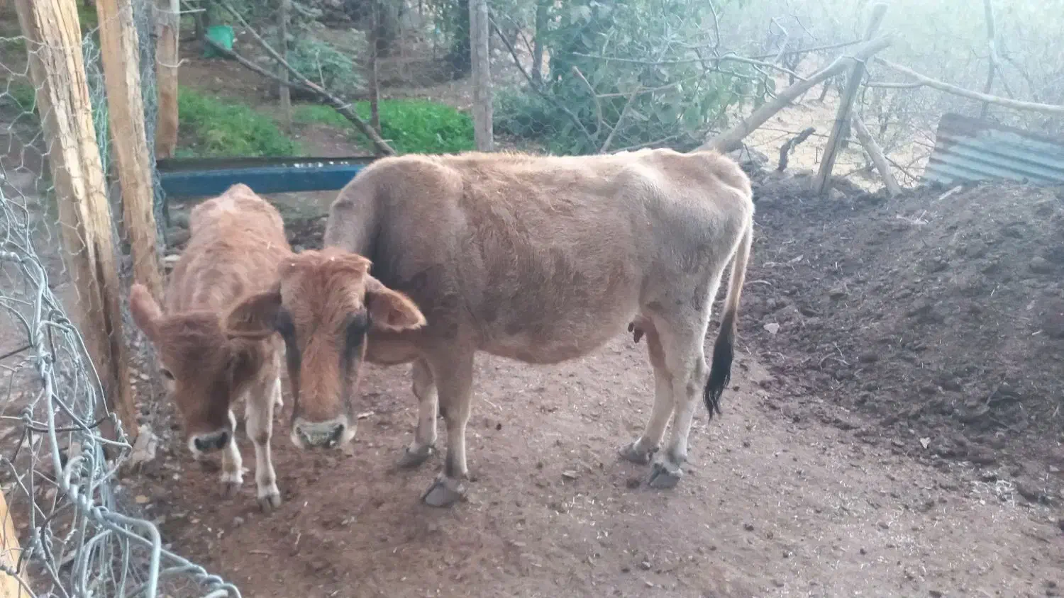 گاو کردی با گوساله|حیوانات مزرعه|باینگان, |دیوار